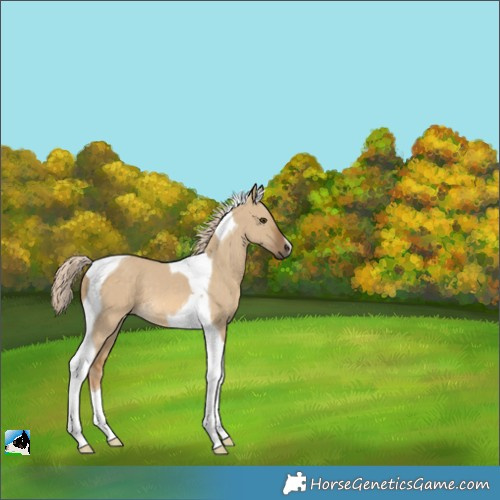 Horse Color:Chocolate Palomino Dun Tobiano 