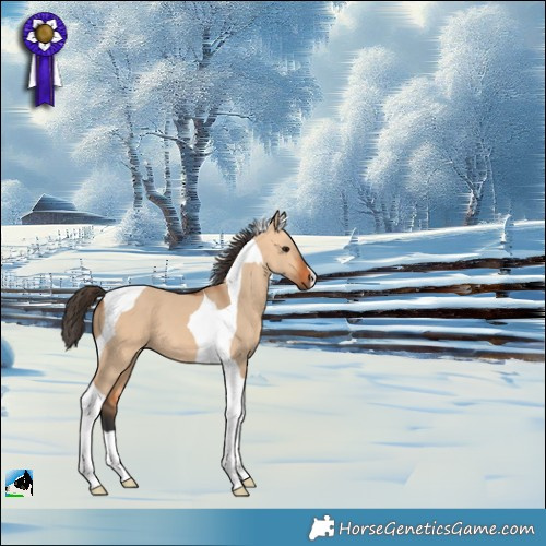 Horse Color:Bay Dun Tobiano 