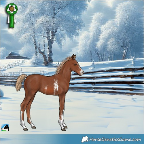 Horse Color:Chestnut Sabino Tobiano