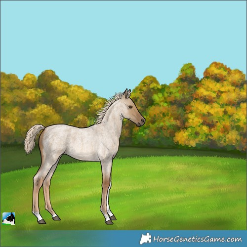 Horse Color:Chocolate Palomino Roan Dun Tobiano 