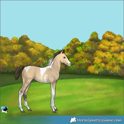 Horse Color:Buckskin Dun Sabino Tobiano 