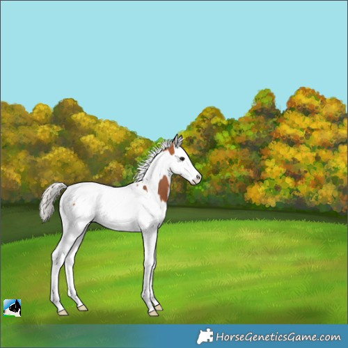 Horse Color:Silver Bay Splash Tobiano 