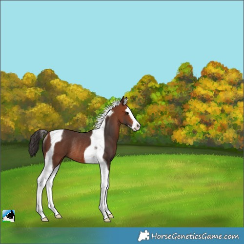 Horse Color:Bay Splash Tobiano Rabicano 