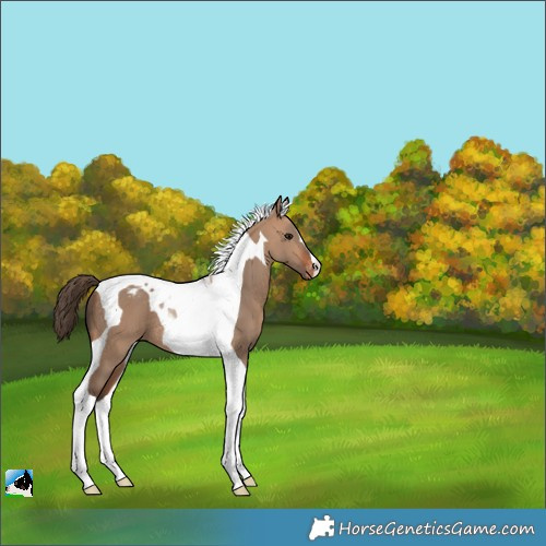 Horse Color:Bay Dun Tobiano Varnish 