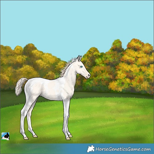 Horse Color:Perlino Dun Tobiano 