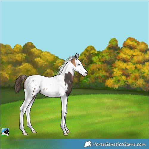 Horse Color:Buckskin Splash Tobiano Blanket 