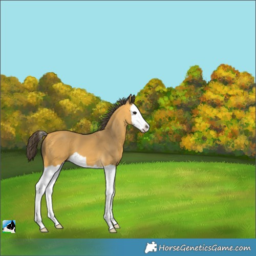 Horse Color:Buckskin Splash 
