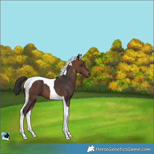 Horse Color:Brown Tobiano 