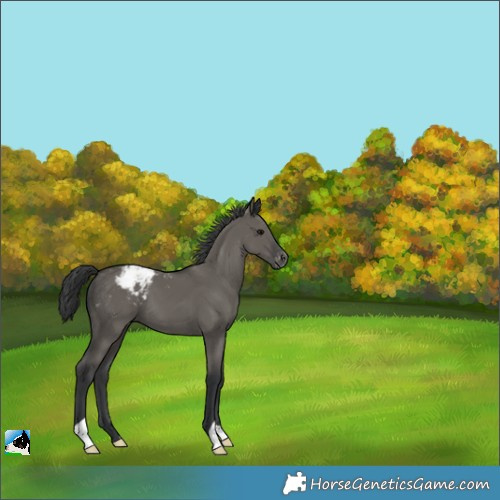 Horse Color:Grullo Varnish 