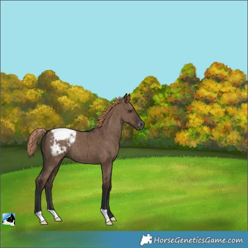 Horse Color:Liver Red Dun Appaloosa Brindle 