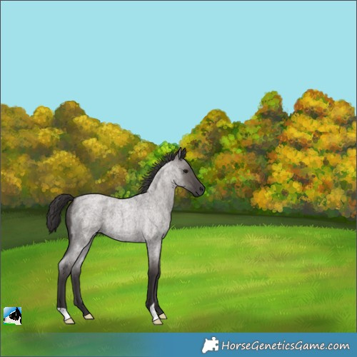 Horse Color:Smoky Grullo Roan 