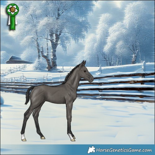 Horse Color:Grullo Varnish Brindle 