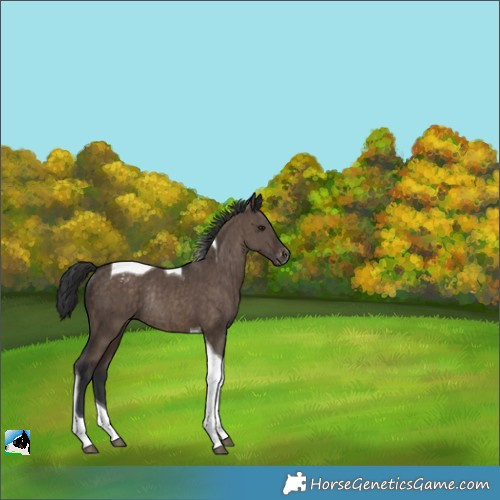 Horse Color:Brown Dun Tobiano Varnish Rabicano Brindle 