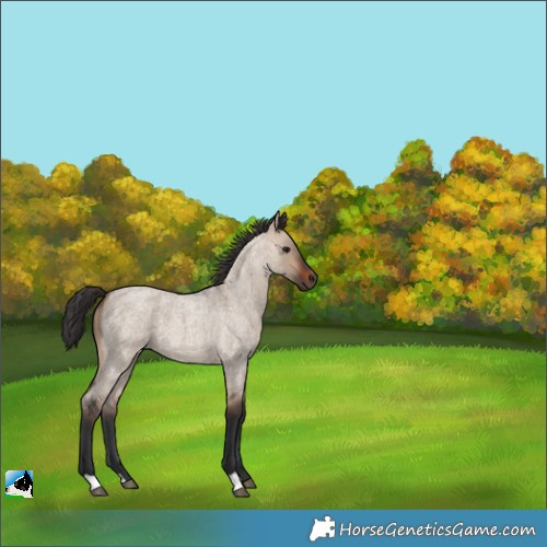 Horse Color:Brown Roan Dun 