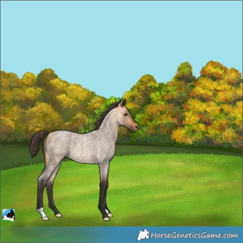 Horse Color:Buckskin Roan Dun