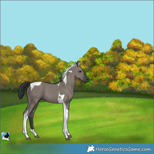 Horse Color:Grullo Tobiano 