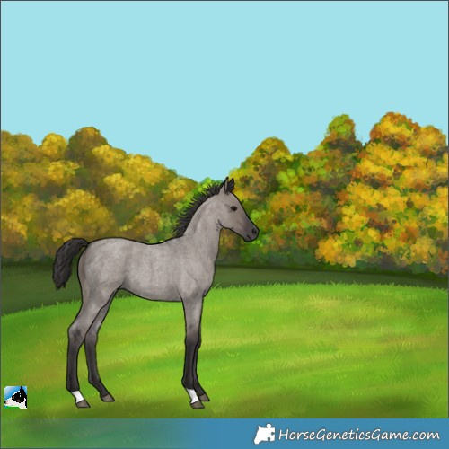 Horse Color:Smoky Grullo Roan 