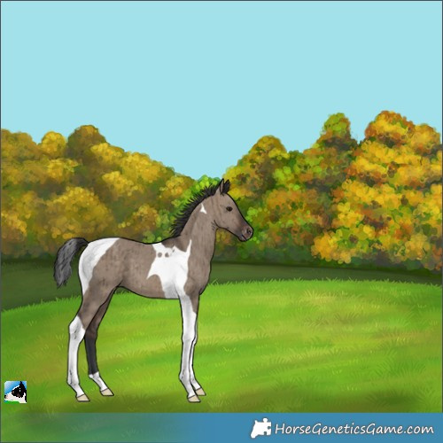 Horse Color:Brown Dun Tobiano Varnish Brindle 