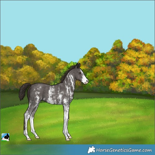 Horse Color:Liver Chestnut Sabino Appaloosa 