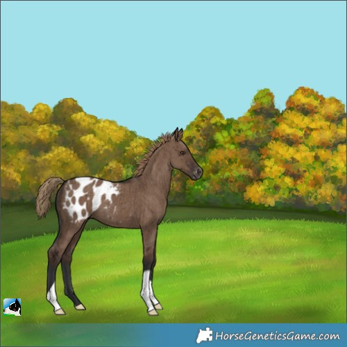 Horse Color:Liver Red Dun Appaloosa Brindle 