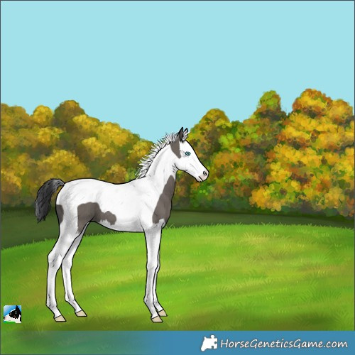 Horse Color:Grullo Splash Tobiano Varnish Brindle 