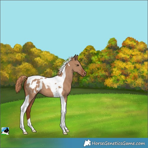 Horse Color:Red Dun Tobiano Varnish 