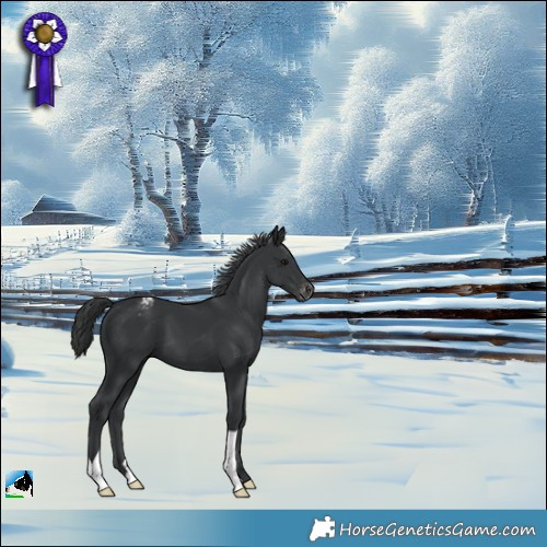 Horse Color:Black Appaloosa 