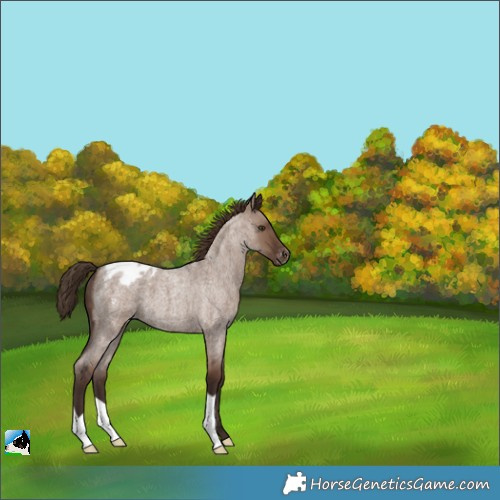 Horse Color:Liver Red Dun Roan Varnish 