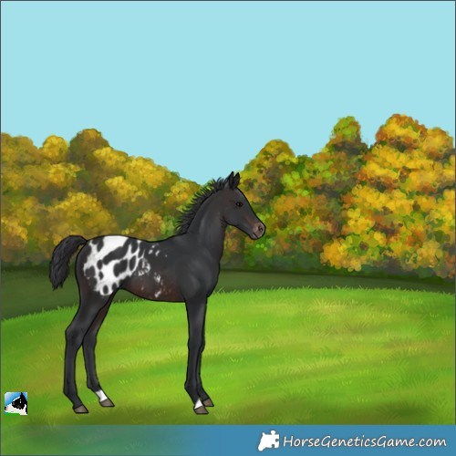 Horse Color:Brown Appaloosa 