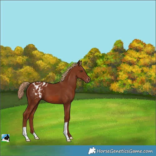 Horse Color:Chestnut Appaloosa 
