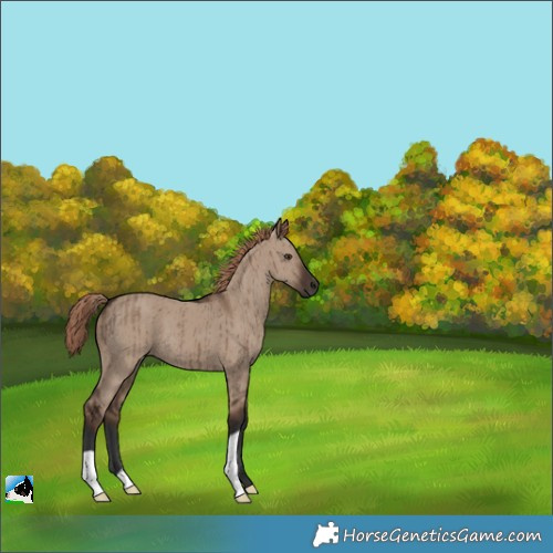 Horse Color:Liver Red Dun Brindle 