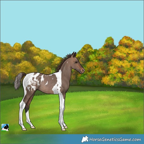 Horse Color:Brown Dun Tobiano Blanket Rabicano 