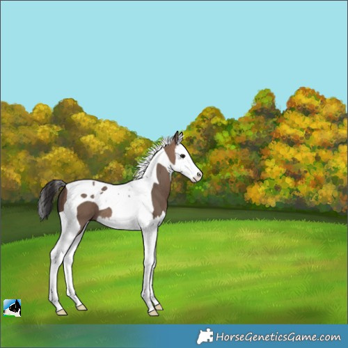 Horse Color:Brown Dun Splash Tobiano 