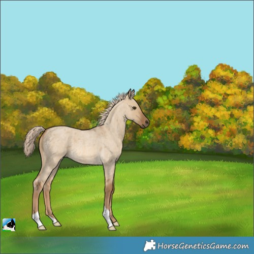 Horse Color:Chocolate Palomino Roan Dun 