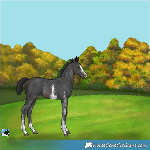 Horse Color:Brown Sabino Rabicano 