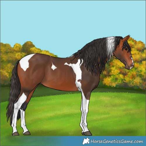 Horse Color:Bay Tobiano 