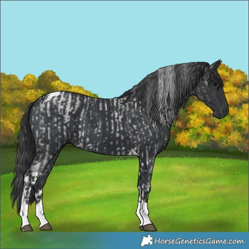 Horse Color:Blue Roan Tobiano  and Black Tobiano 
