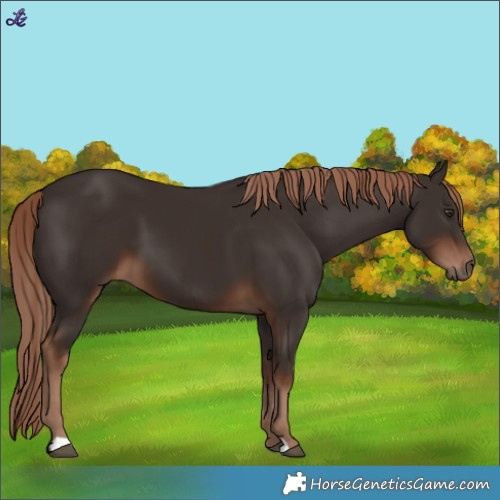 Horse Color:Liver Chestnut