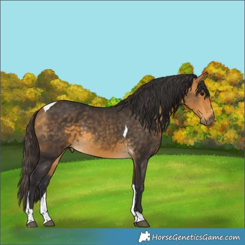 Horse Color:Buckskin Tobiano 