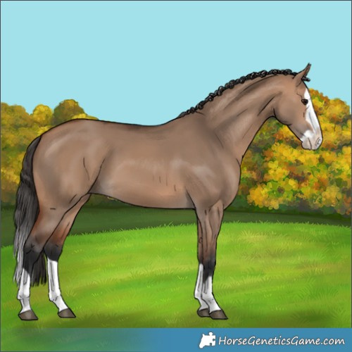 Horse Color:Bay Dun Splash