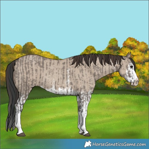 Horse Color:Grullo Sabino Splash  and Classic Champagne Dun Sabino Splash 