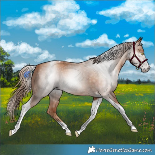 Horse Color:Gray Gold Champagne Tobiano 