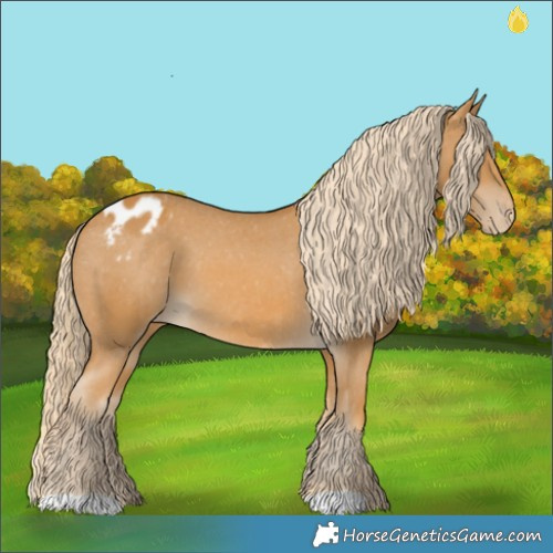 Horse Color:Palomino Appaloosa