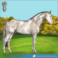 Horse Color:White Spotted Chocolate Palomino Pearl Dun Appaloosa  and White Spotted Liver Red Dun Splash 