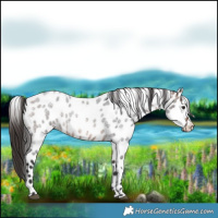 Horse Color:Bay Roan Leopard