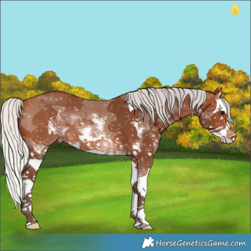 Horse Color:Silver Bay Sabino Splash Appaloosa 