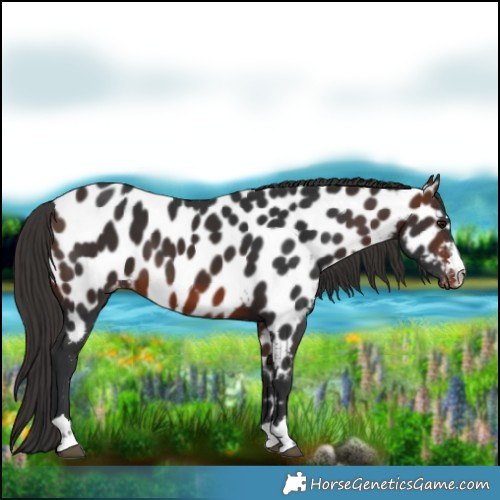 Horse Color:Brown Near Leopard 
