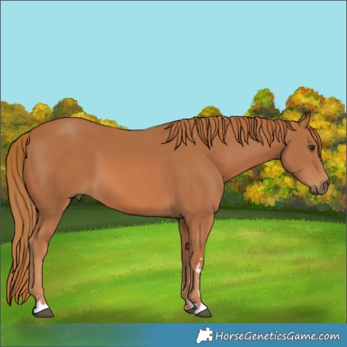 Horse Color:Chestnut 