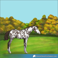 Horse Color:Liver Chestnut Sabino Near Leopard 