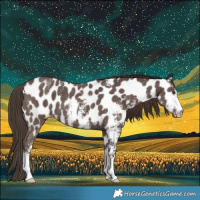 Horse Color:Liver Chestnut Sabino Near Leopard 